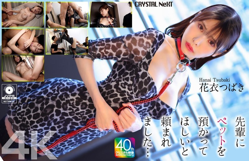 CRNX-254 [4K] 学长拜托我照顾他的宠物…花衣椿 - 花衣つばき 视频封面